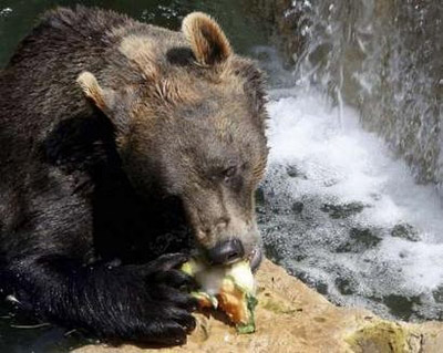 Rome Zoo - Bear